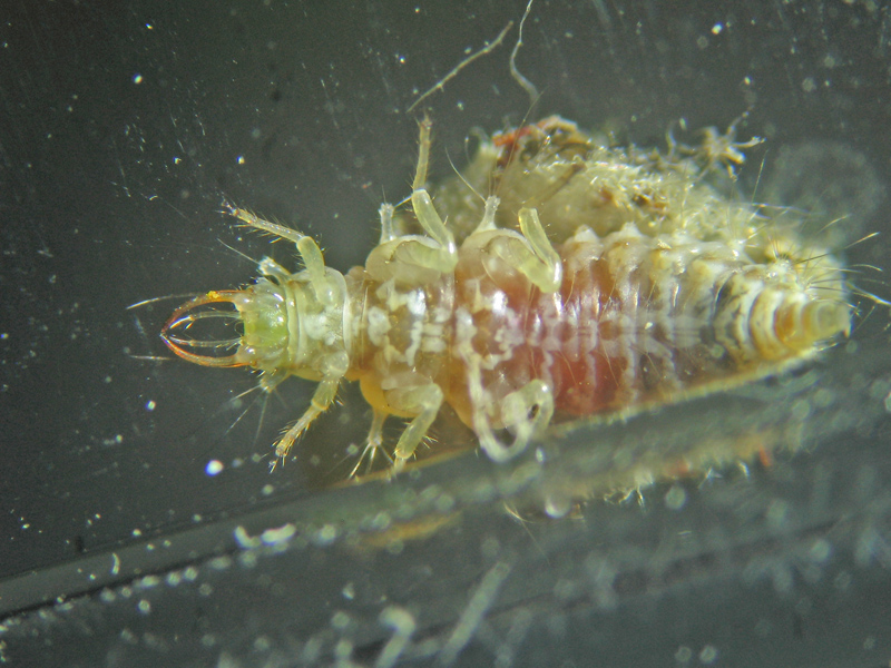 Larve Chrysopidia ciliata e Chrysopa viridana